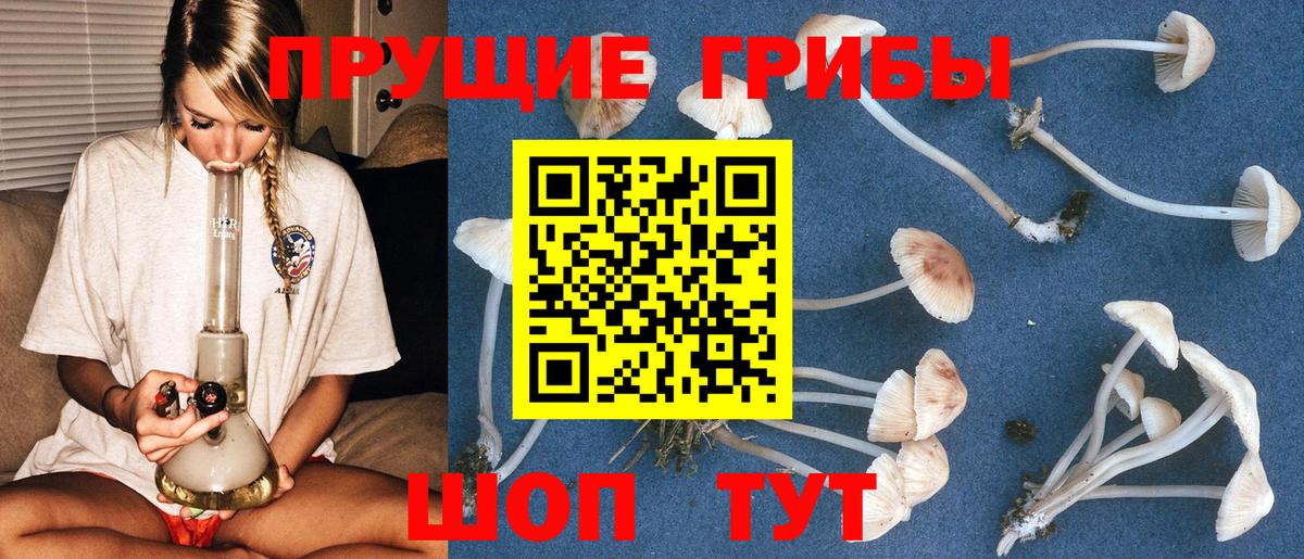 Псилоцибиновые грибы Psilocybine cubensis Северодвинск